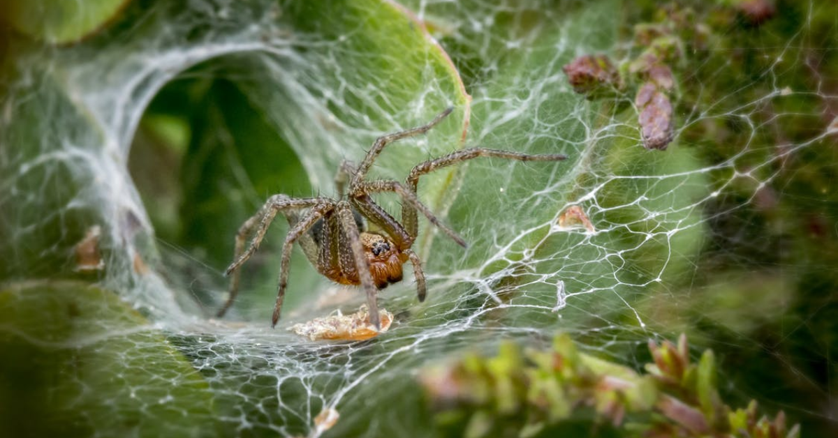 Do House Plants Attract Spiders?