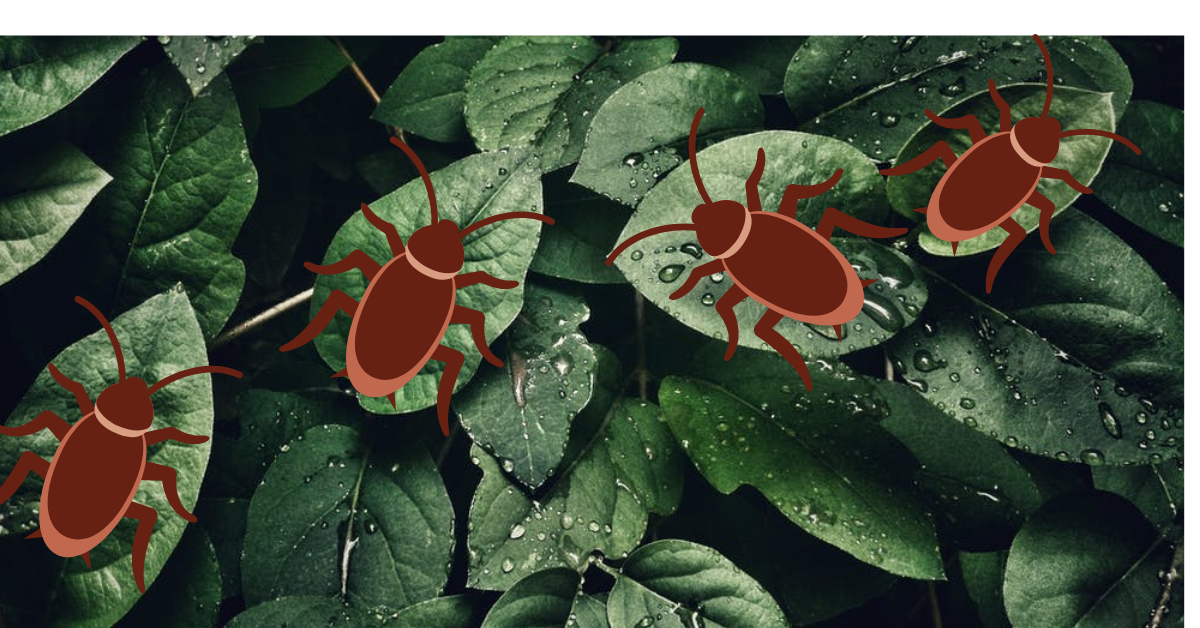 Do Indoor Plants Attract Cockroaches