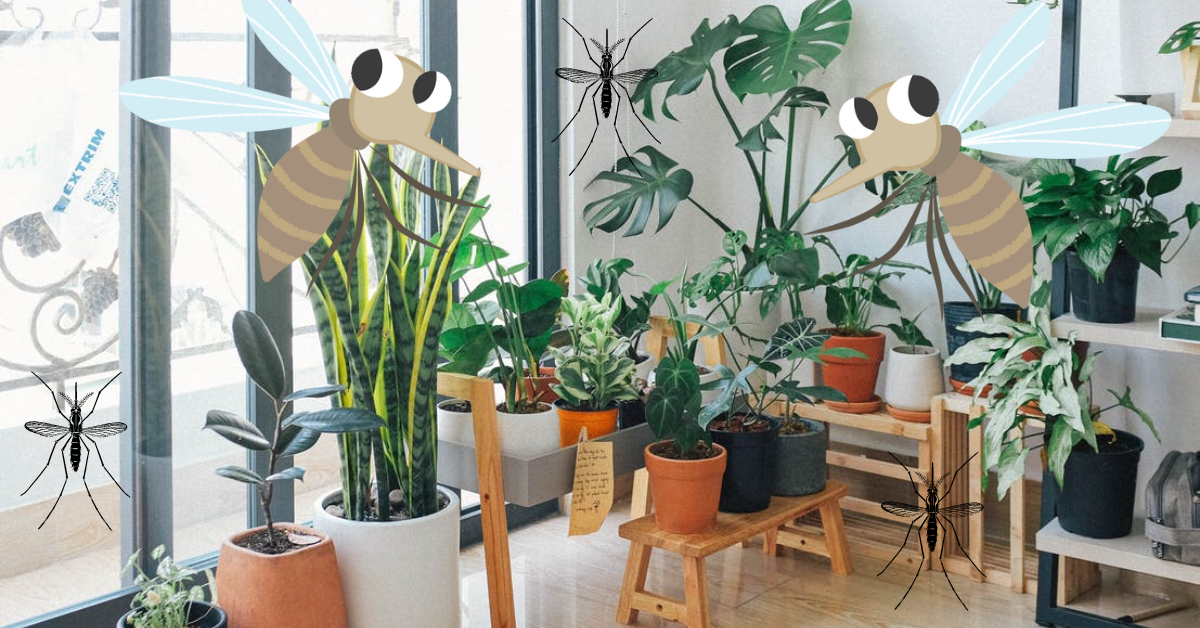 do indoor plants attract mosquitoes